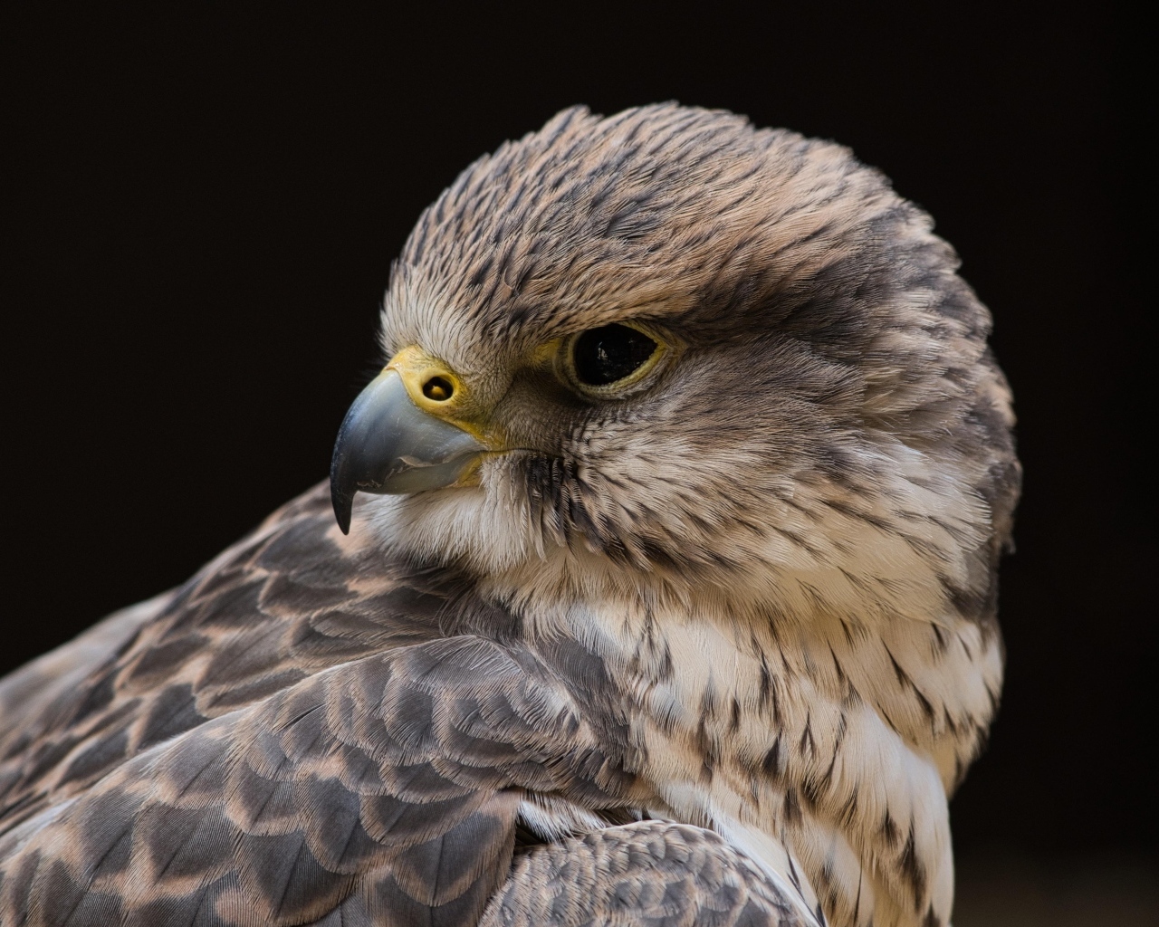 Сокол на черном фоне крупным планом