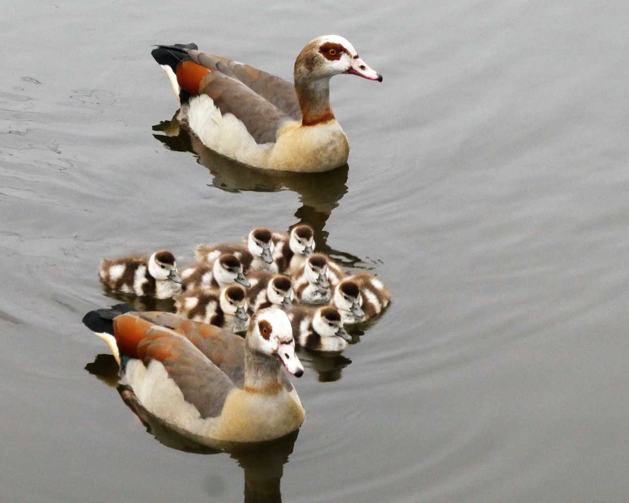 Семья египетских гусей в воде