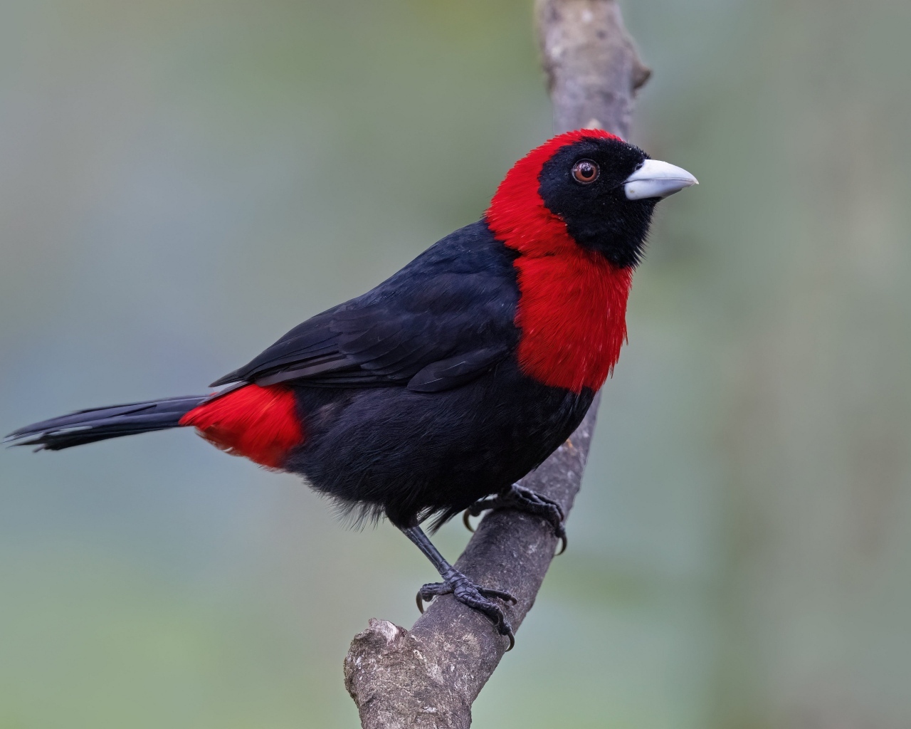 Огненная расписная танагра сидит на ветке дерева