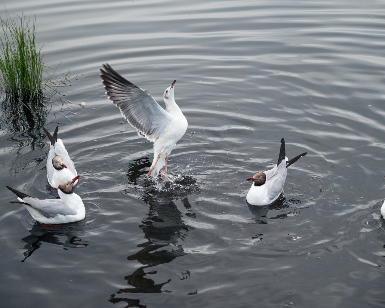 Пять чаек плавают в воде озера