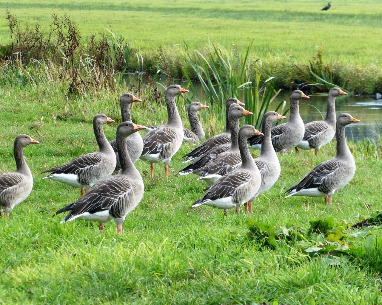 Стая серых гусей у воды