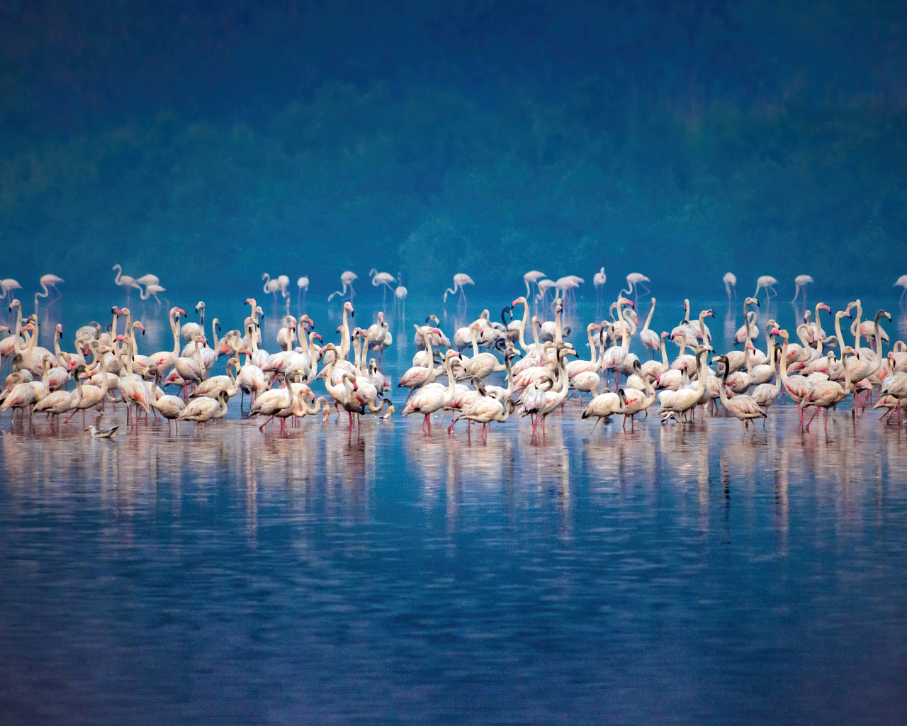 Стая розовых фламинго в воде