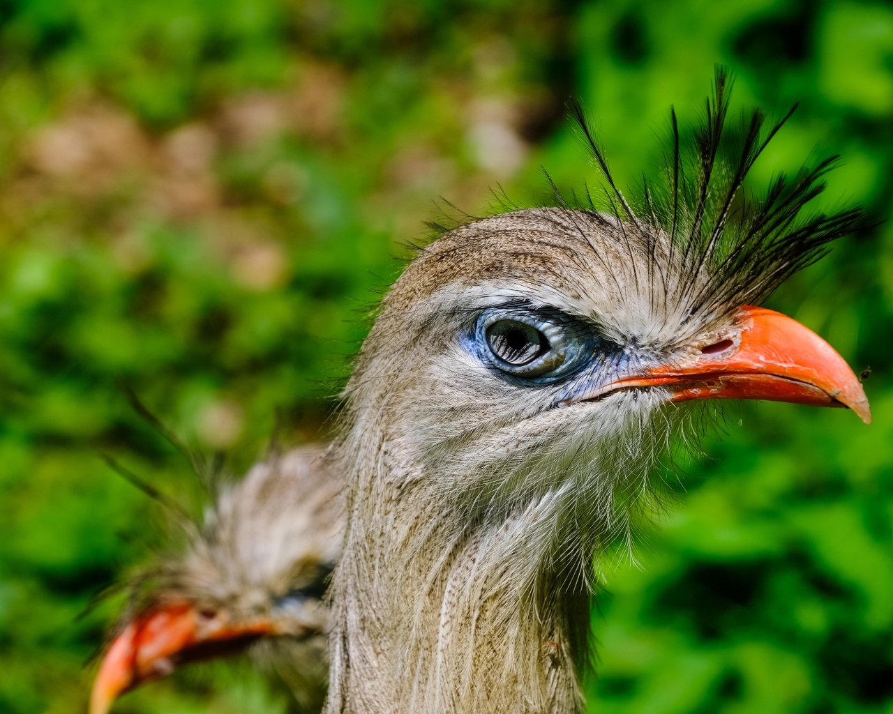 Смешная птица секретарь с острым клювом