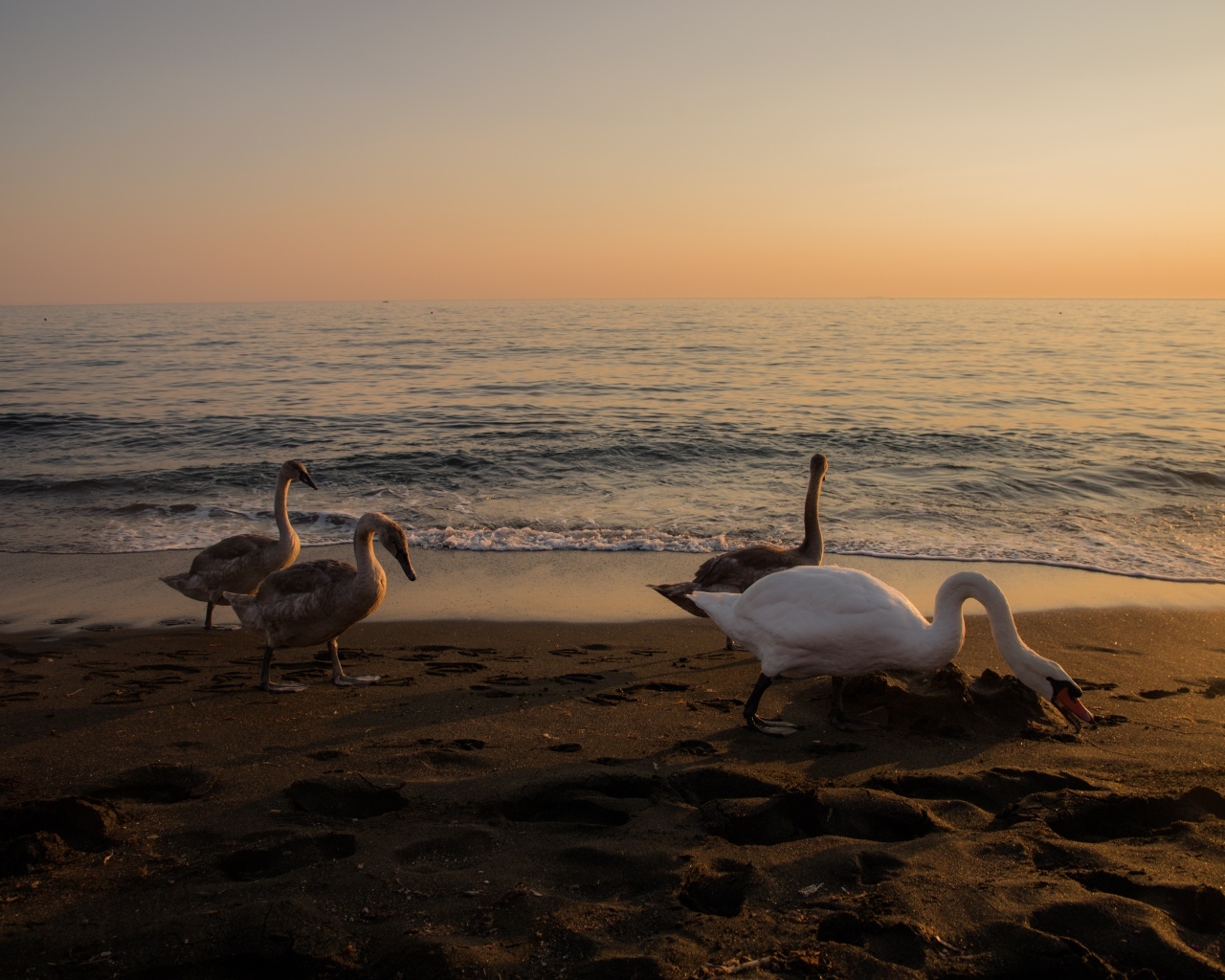 Гуси и лебеди пасутся на берегу моря
