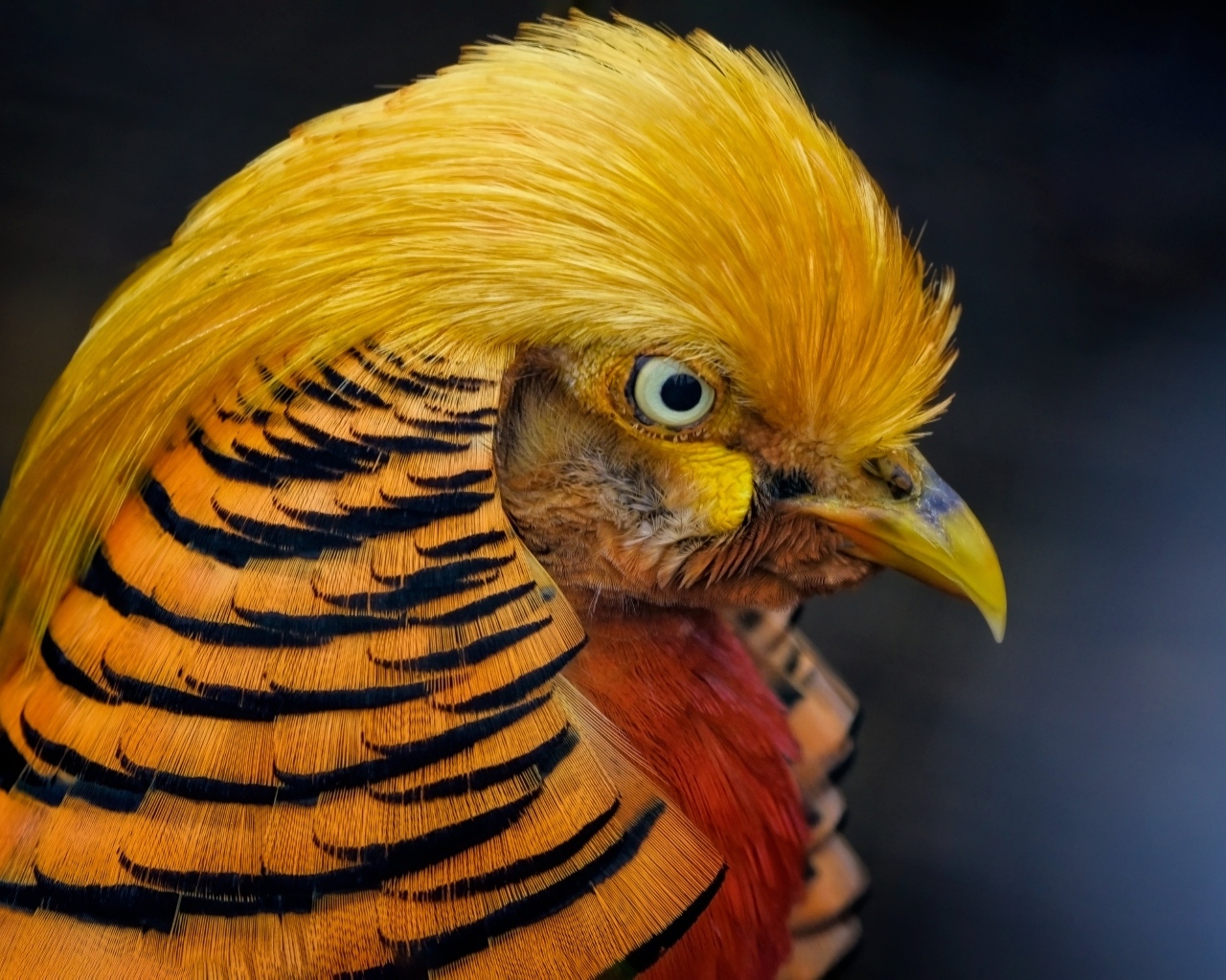 Голова золотого фазана крупным планом