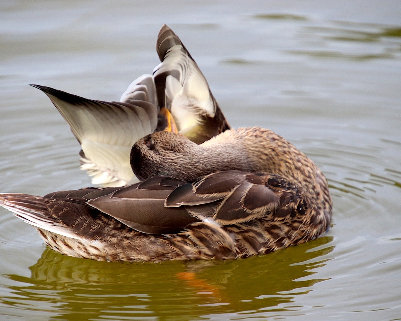 Гусь чистит перья в воде