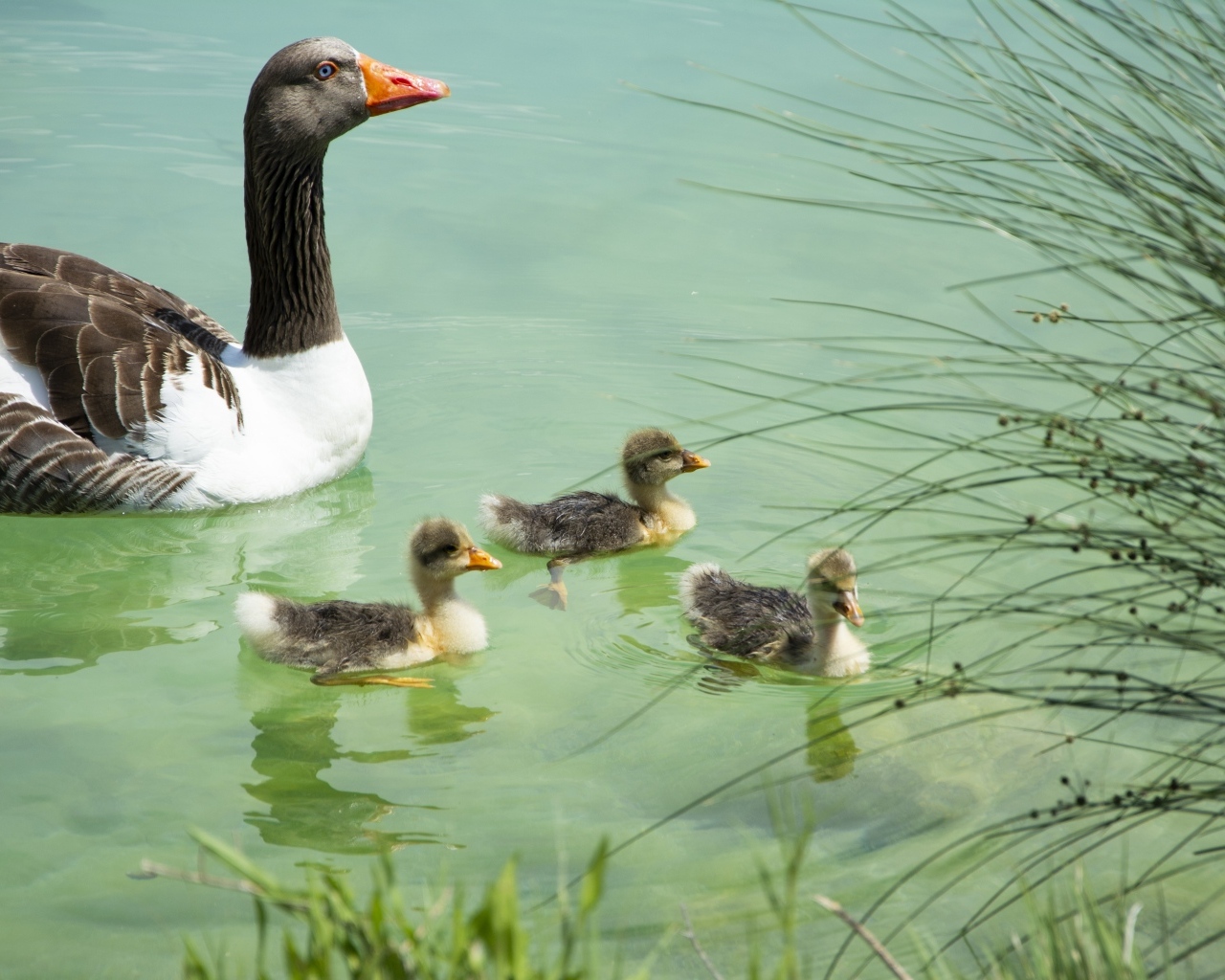 Гусыня с птенцами плавает в воде