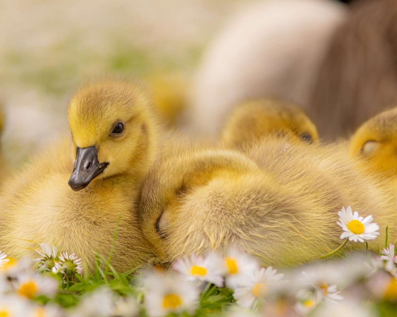Гусята лежат на цветах маргаритки