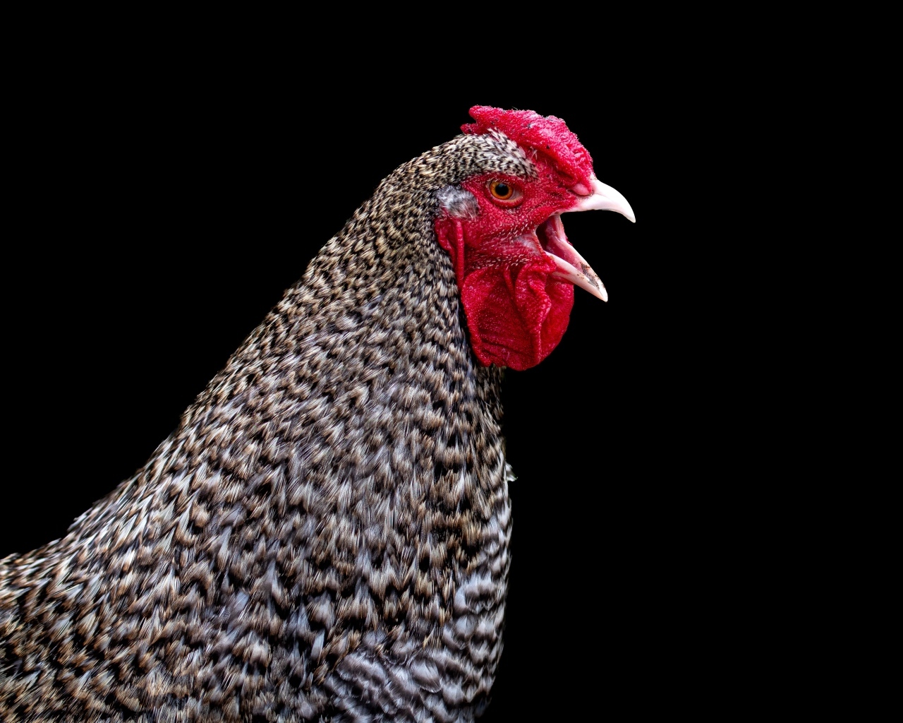 Серая домашняя курица на черном фоне