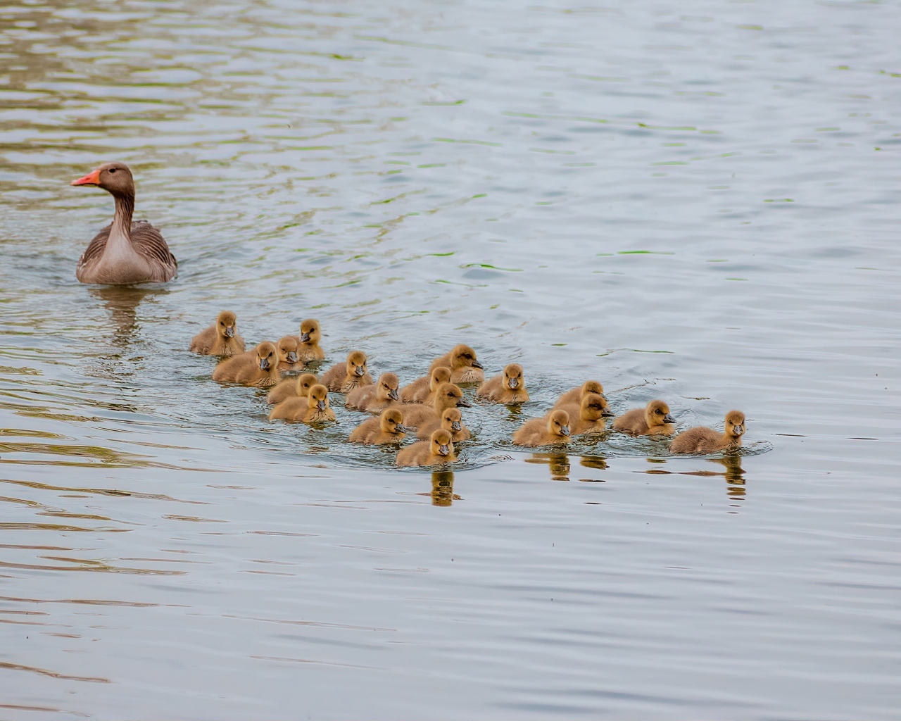 Серый гусь с птенцами плывет по воде