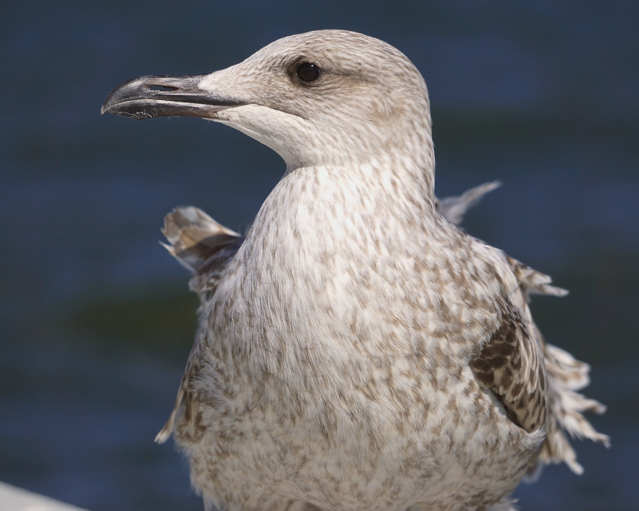 Серая чайка с острым клювом крупным планом