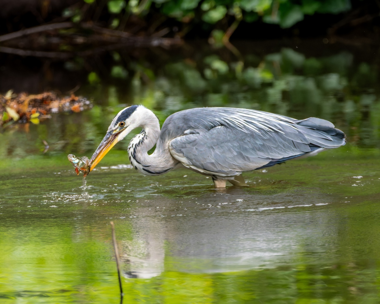 Серая цапля ловит рыбу в пруду