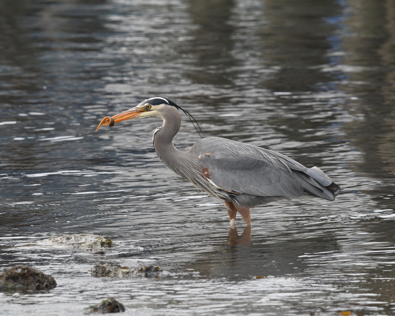 Серая цапля ловит рыбу в воде