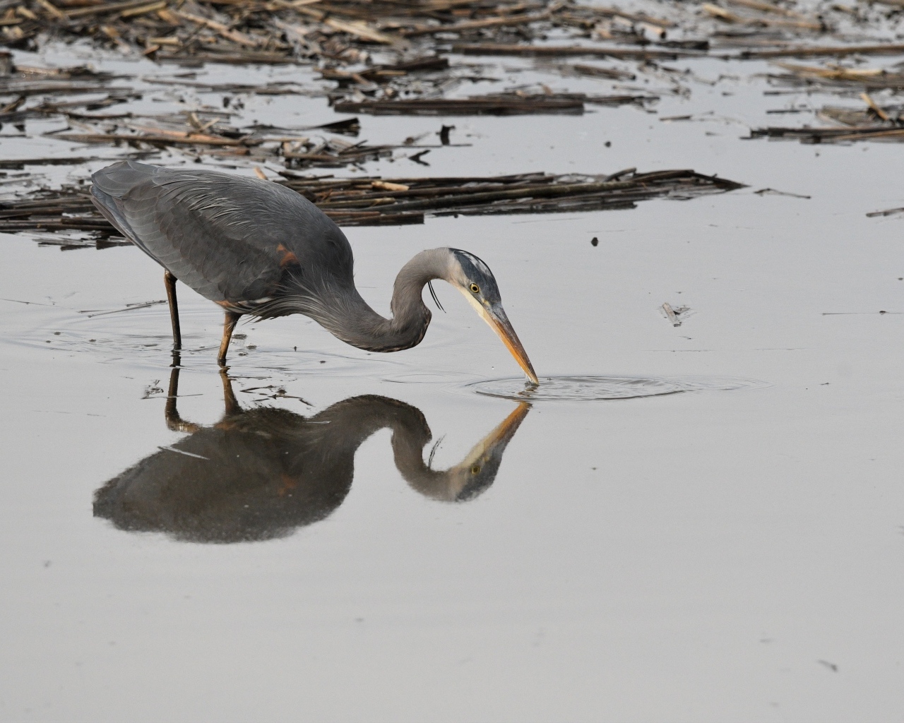Серая цапля охотится в воде