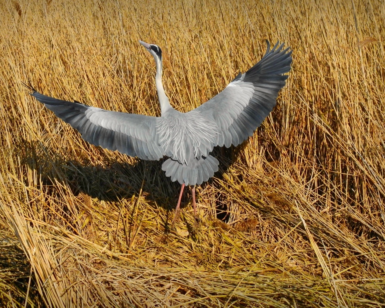 Серая цапля готовится взлететь 