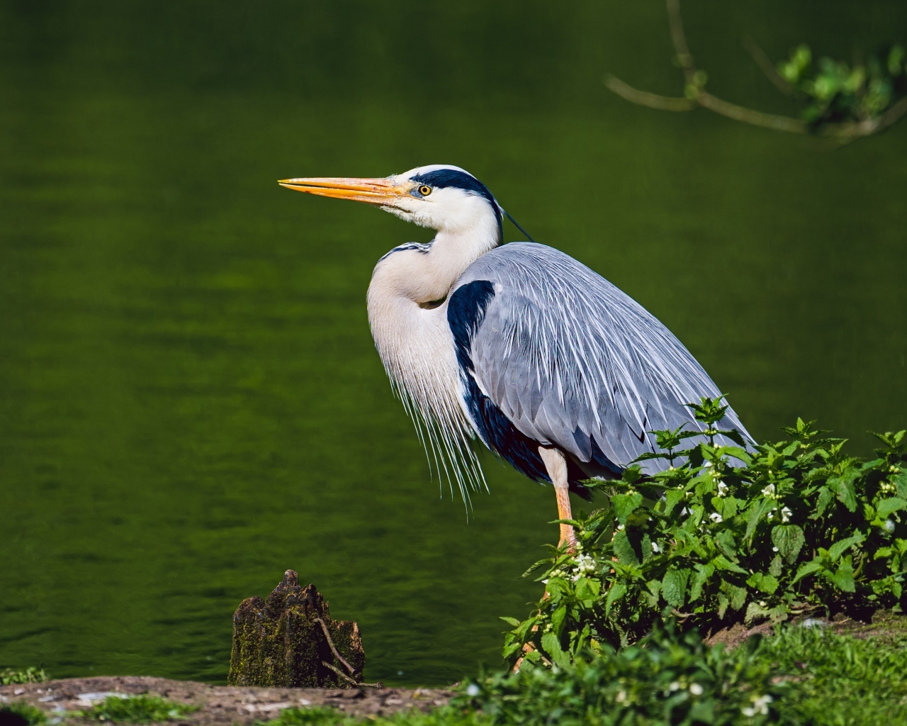 Серая цапля стоит у воды 