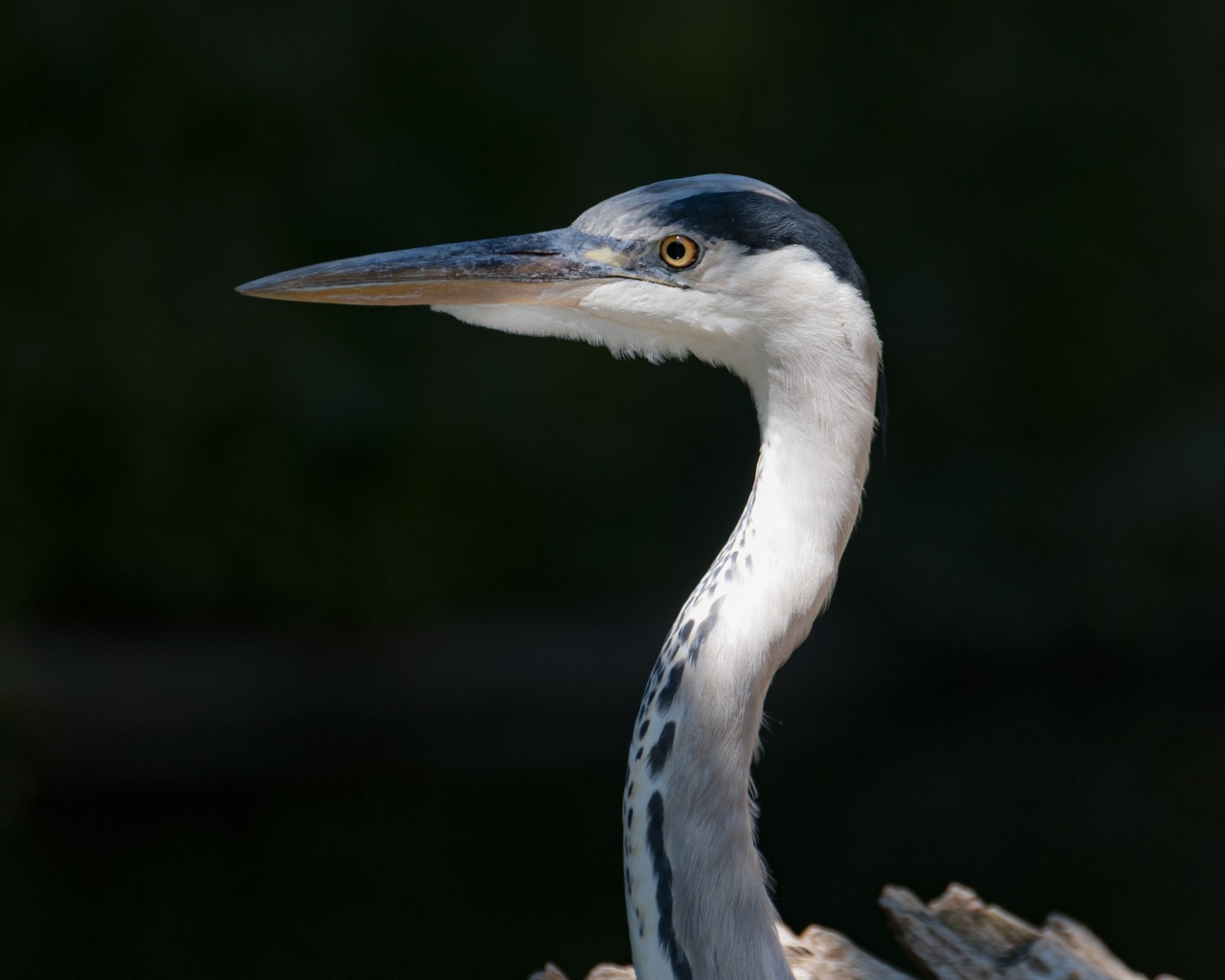 Серая цапля с острым клювом крупным планом