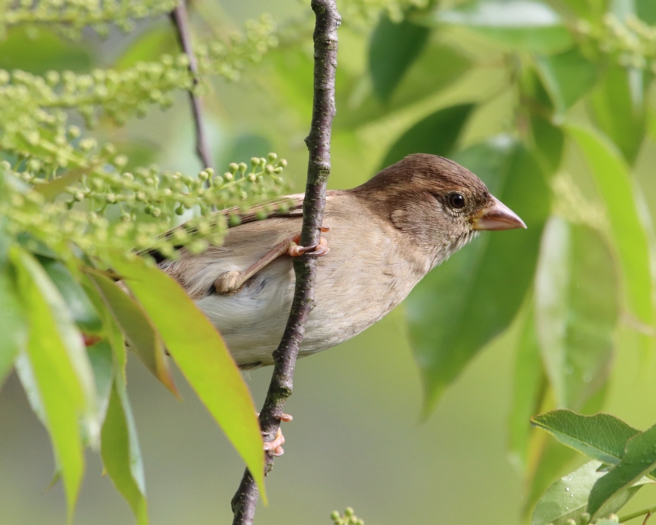 Серая иволга в ветках дерева