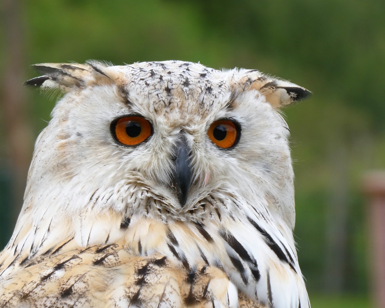 Большой евразийский филин крупным планом