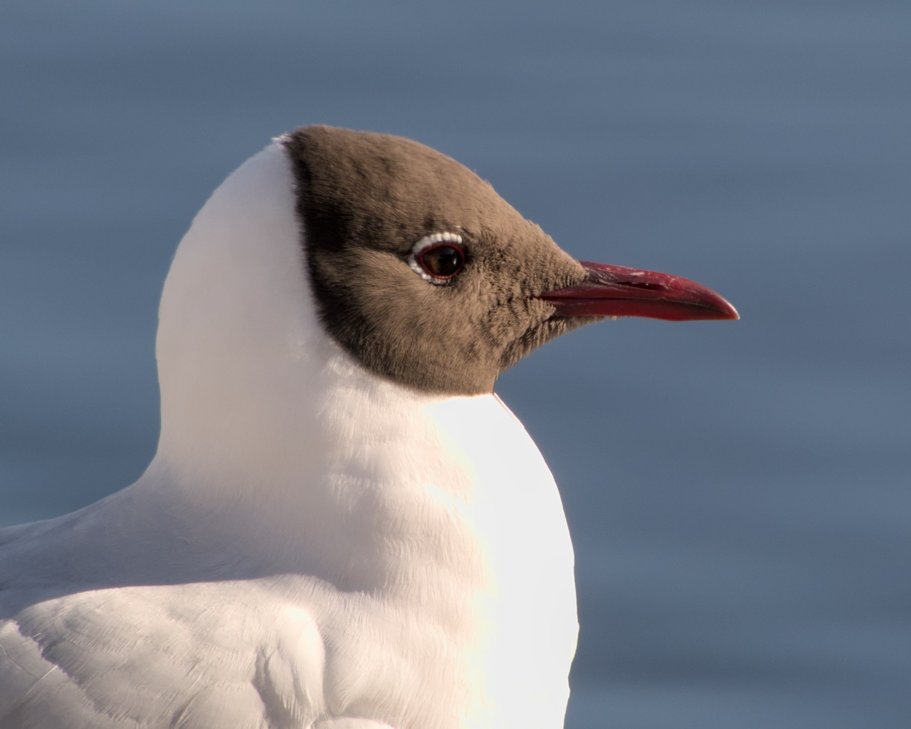 Большая сероголовая чайка крупным планом