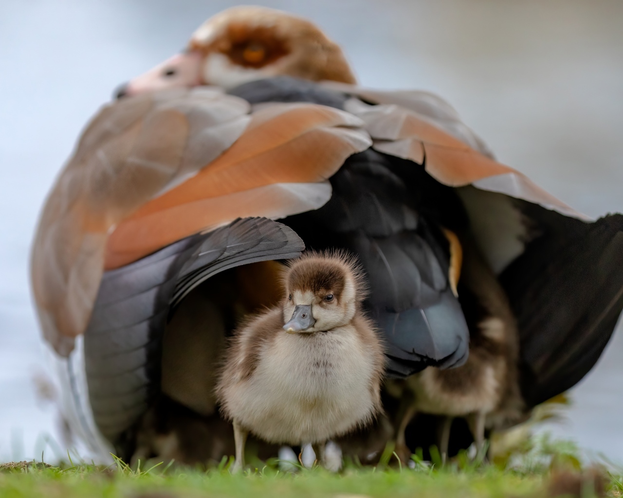 Большой нильский гусь с птенцом