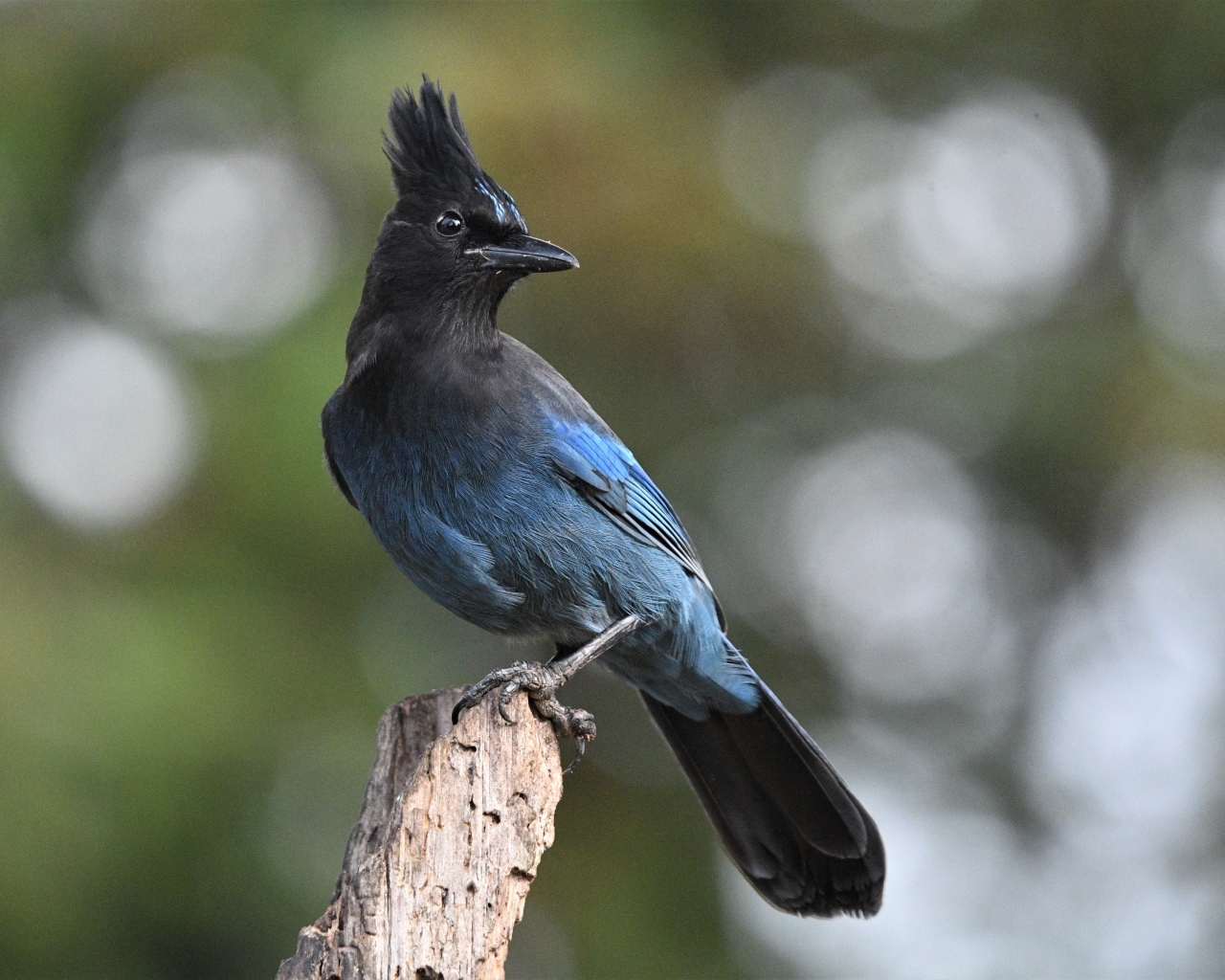Большая стеллерова сойка крупным планом