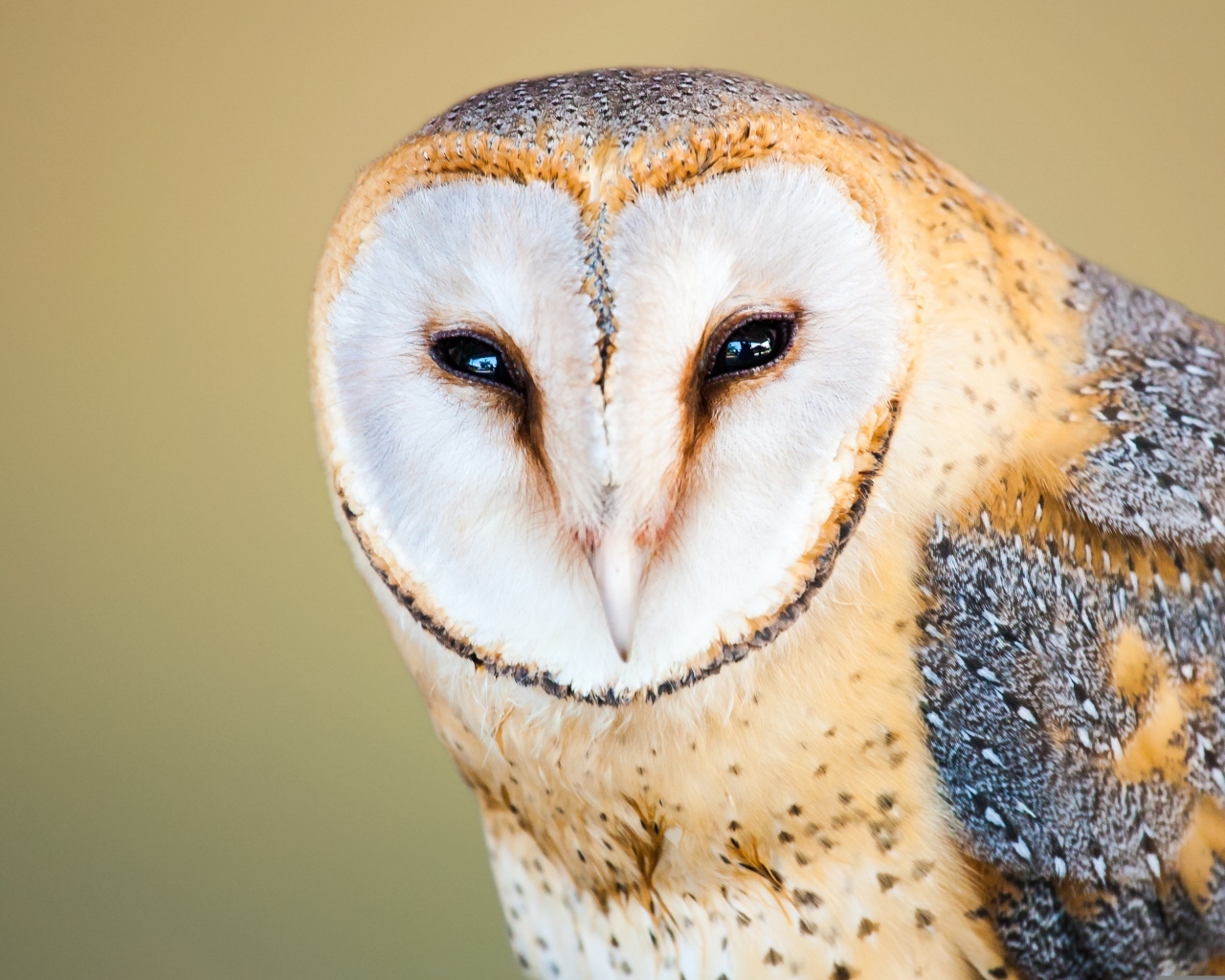 Большая обыкновенная сипуха крупным планом