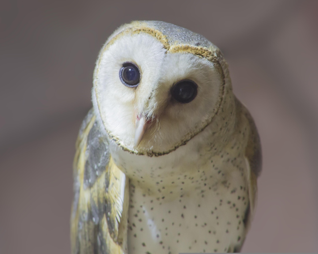 Большая белая сипуха с любопытными глазами