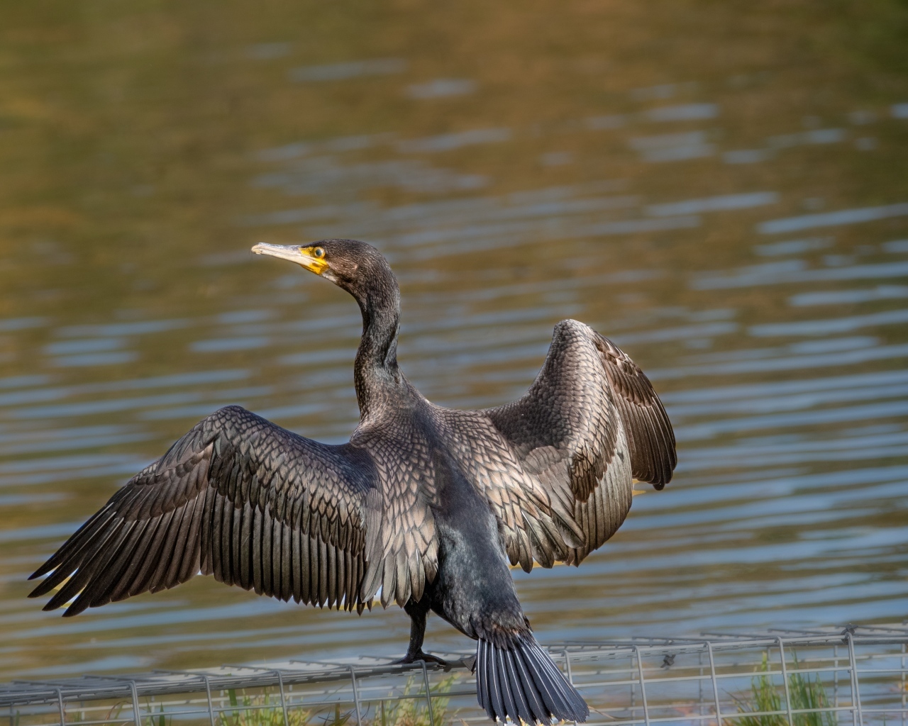 Большой баклан готовится ловить рыбу