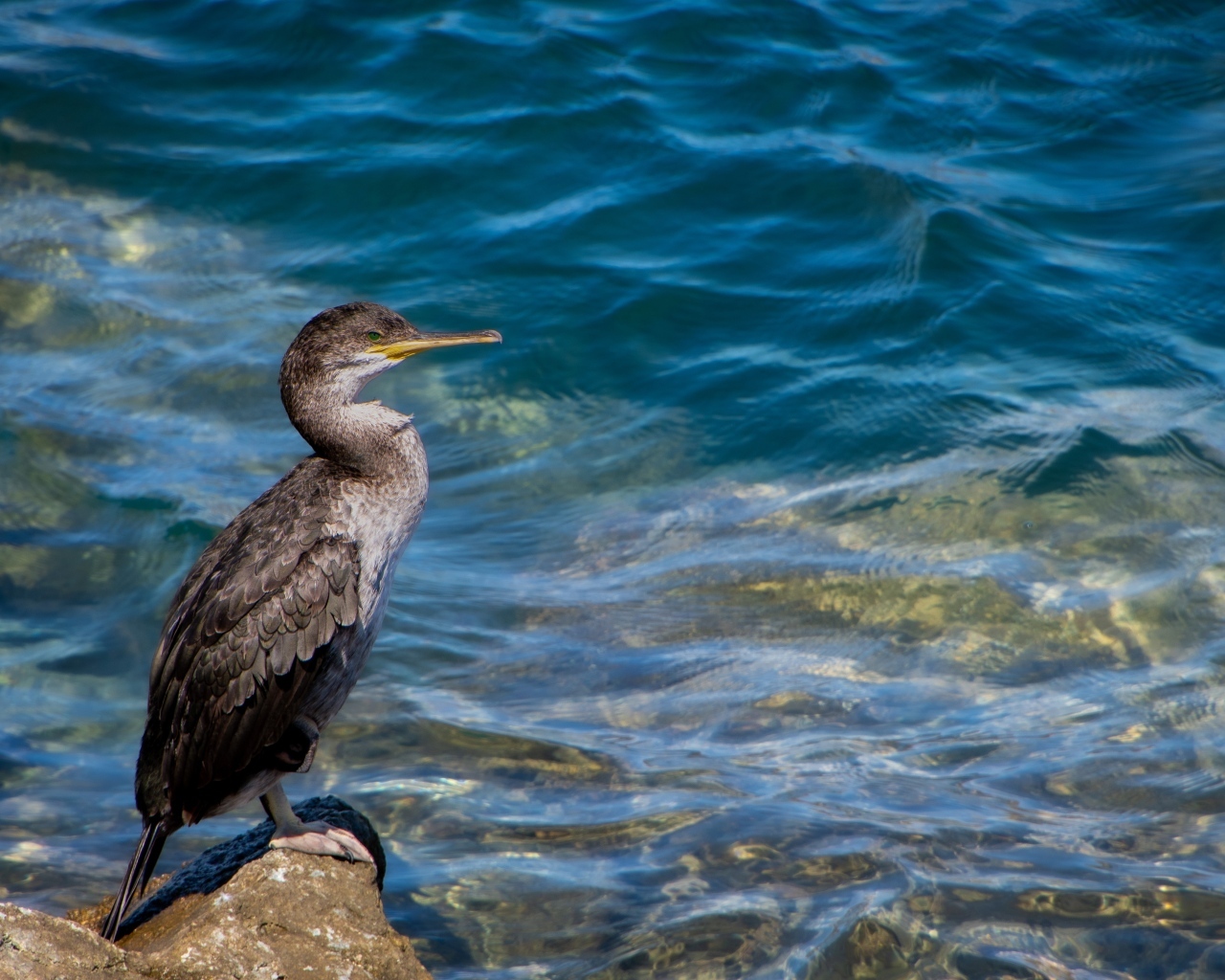 Большой баклан охотится у воды
