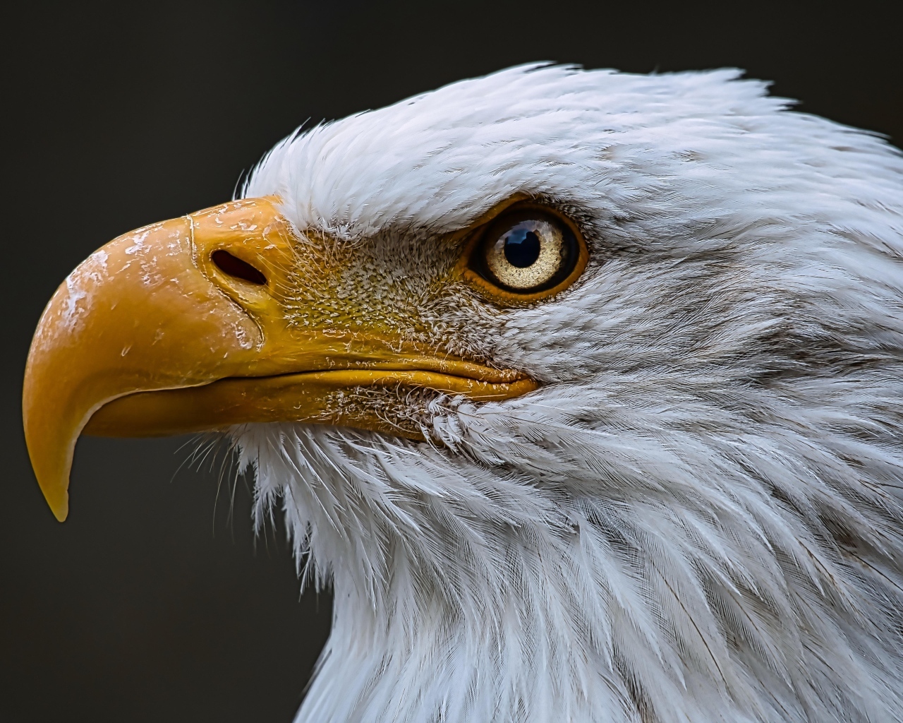 Большой орел с острым желтым клювом