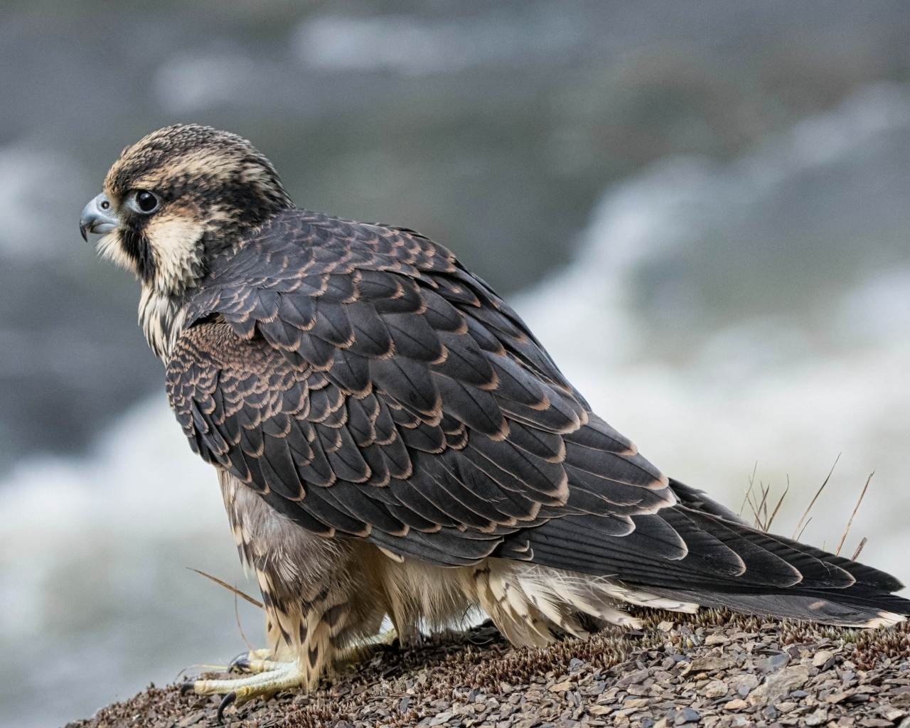 Большой серый сокол готовится к полету