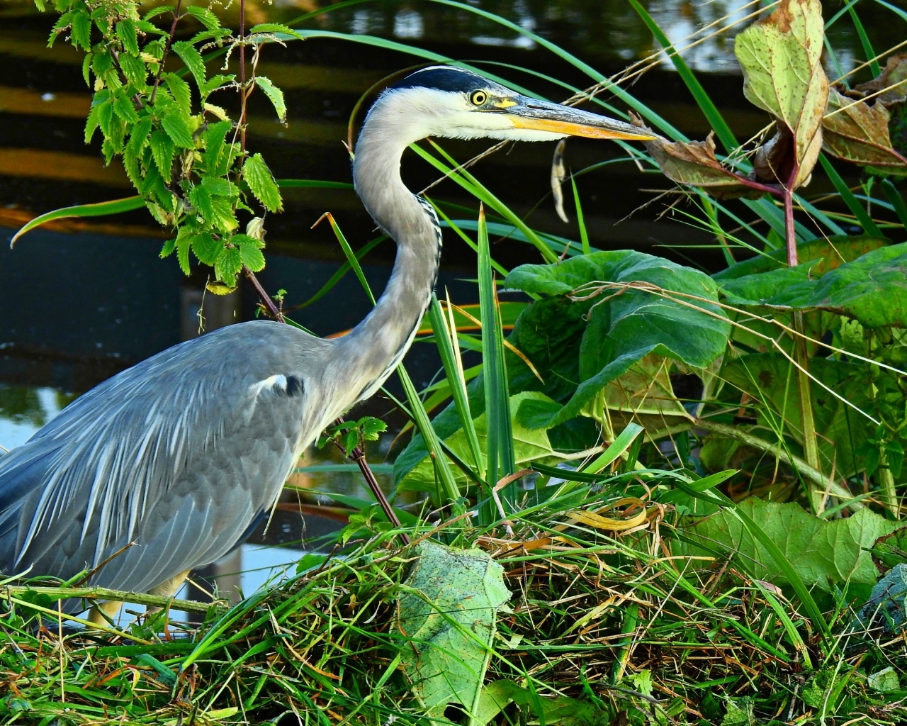 Большая серая цапля в зеленой траве