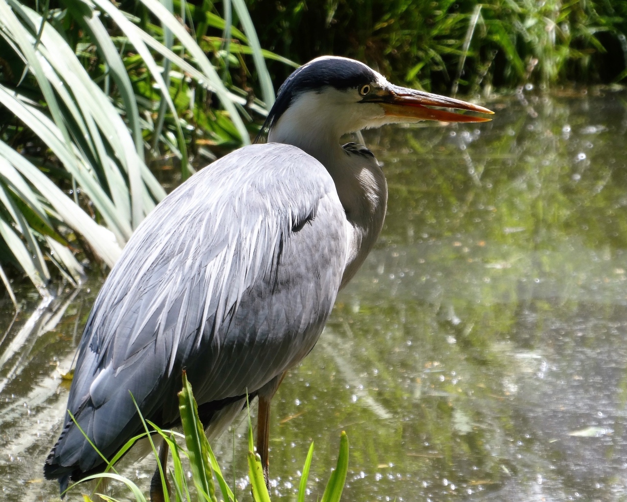Большая серая цапля в воде 