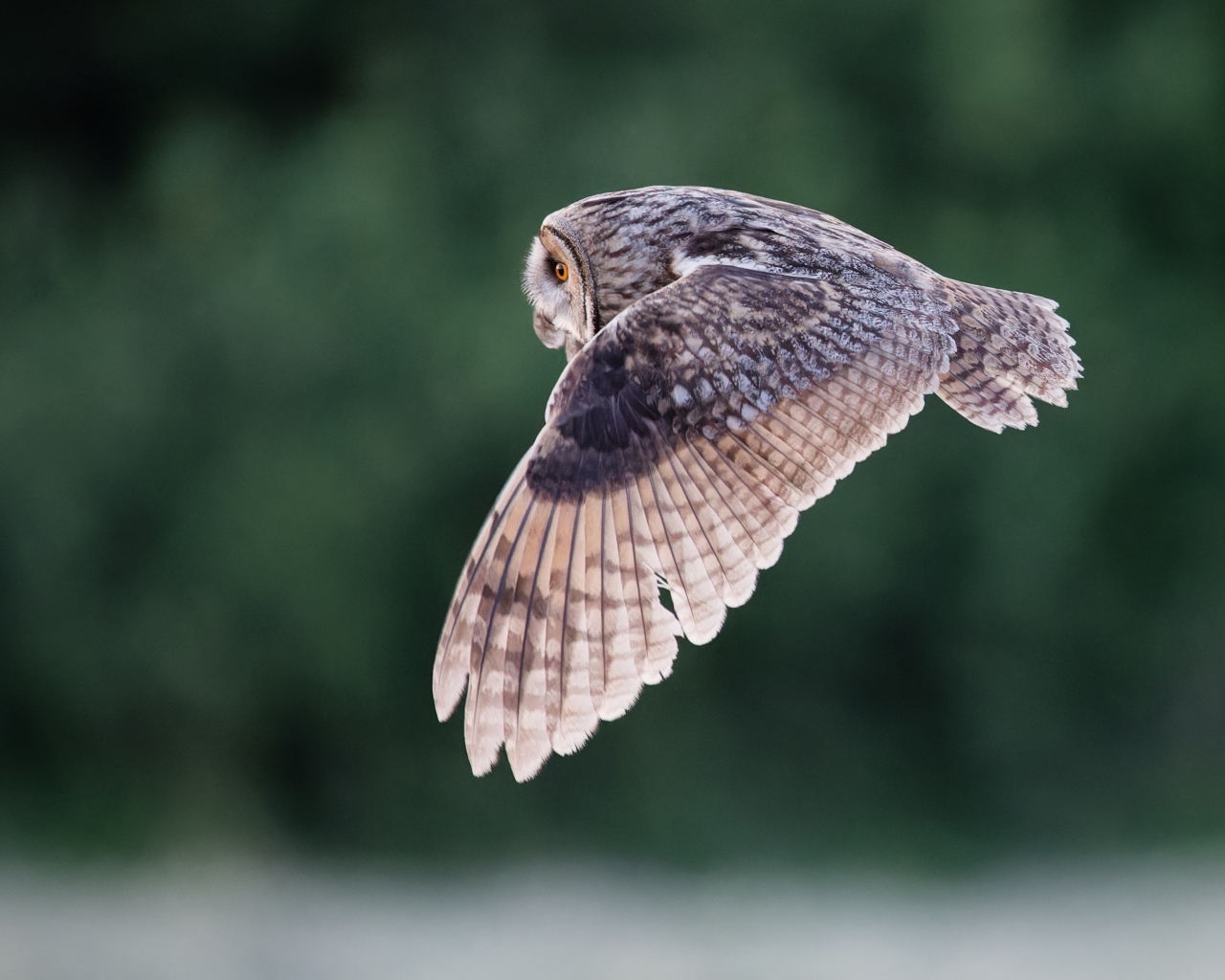 Большая серая сова летит над землей