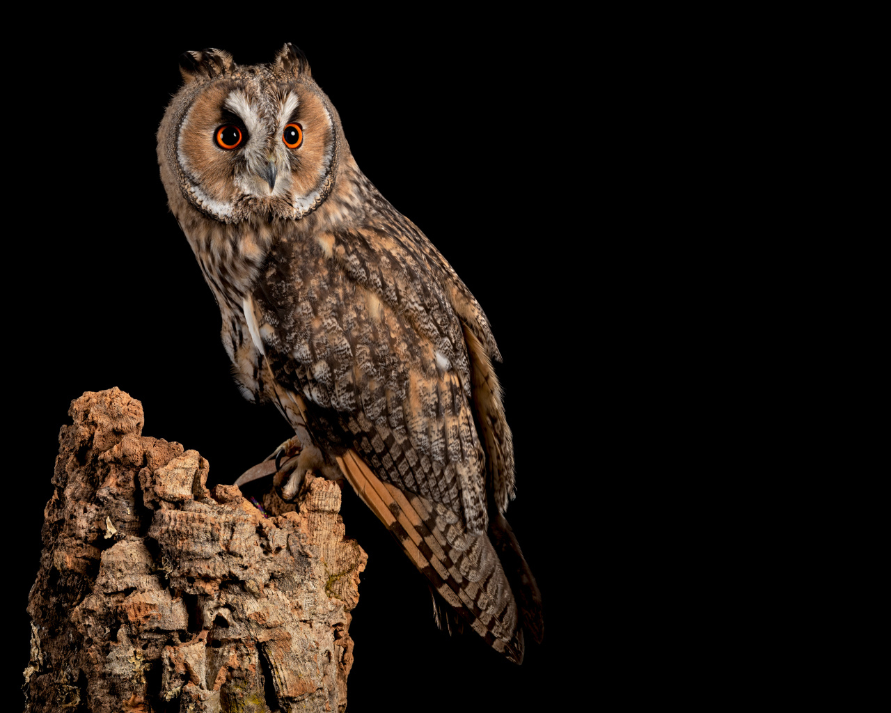 Большая сова на сухом дереве на черном фоне