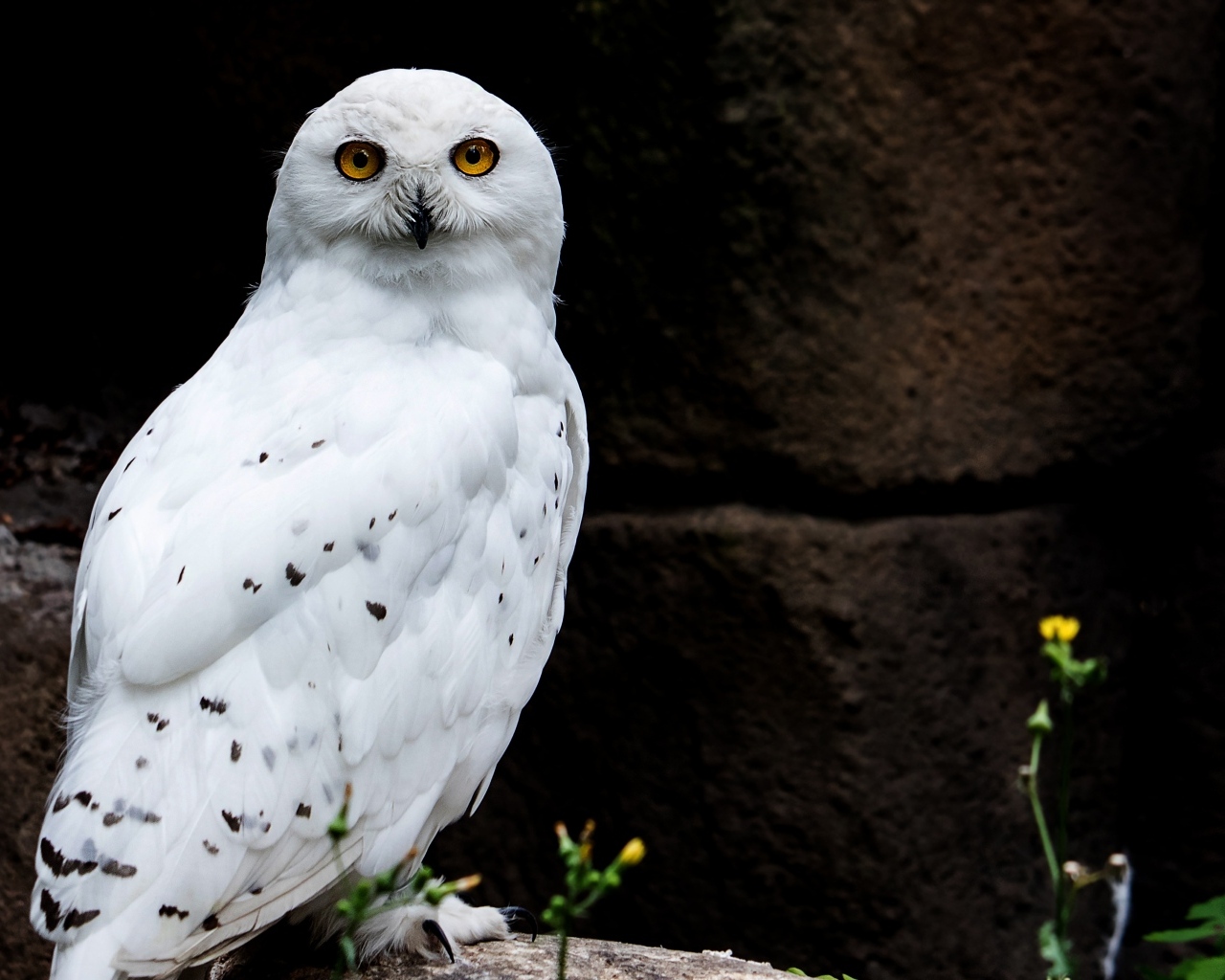 Great snowy owl sitting on a stone