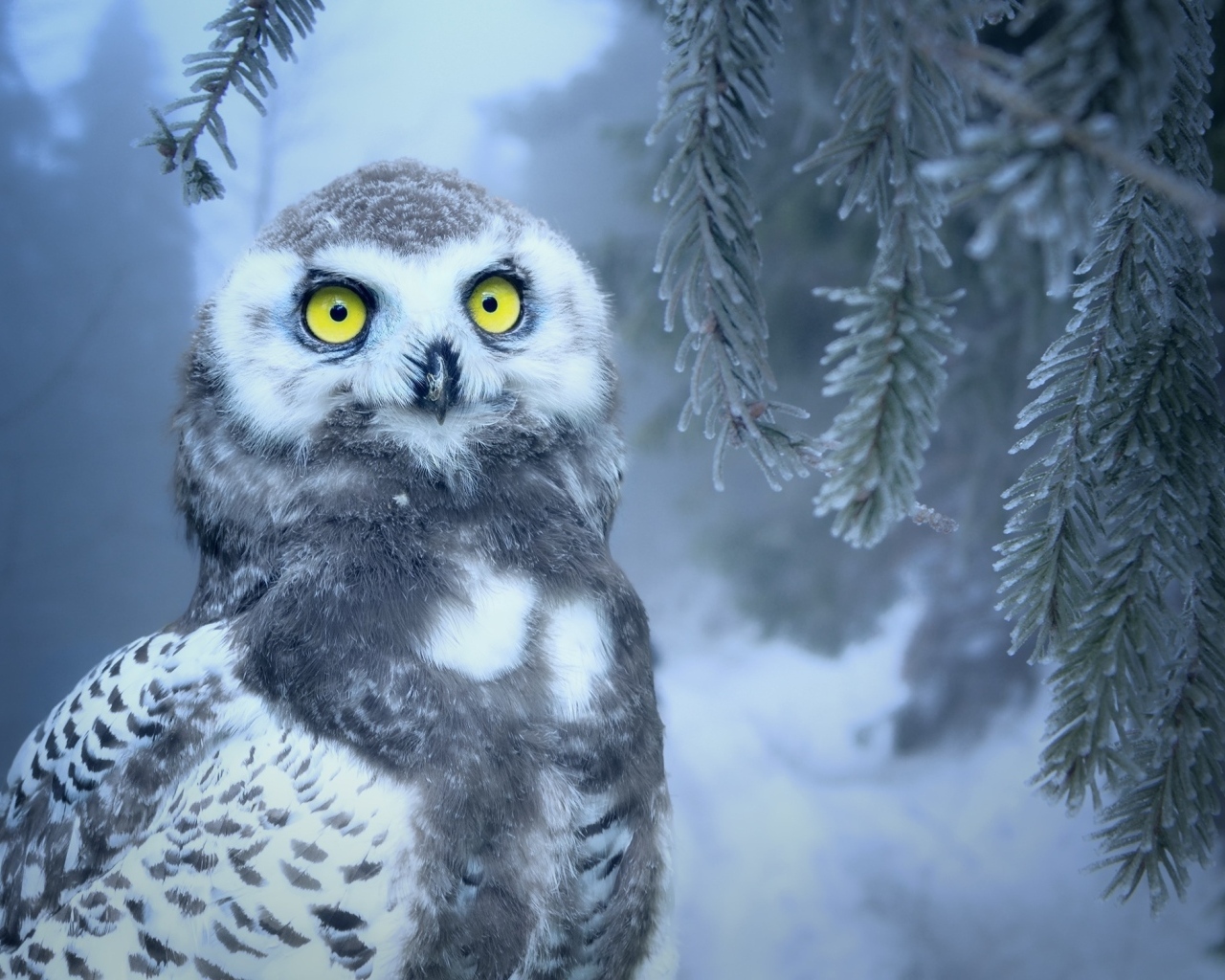 Большая снежная сова с желтыми глазами сидит на ветке