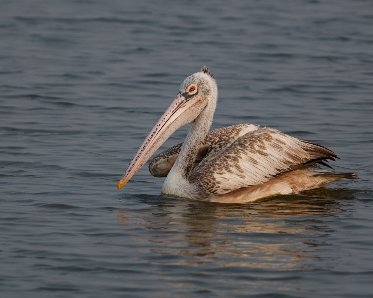 Большой пятнистый пеликан в воде