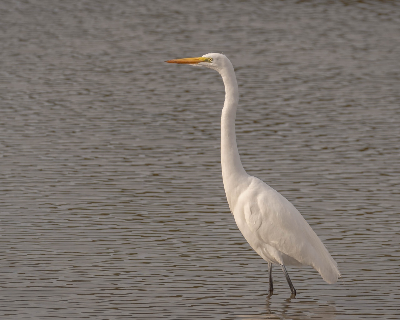 Большая белая цапля стоит в воде