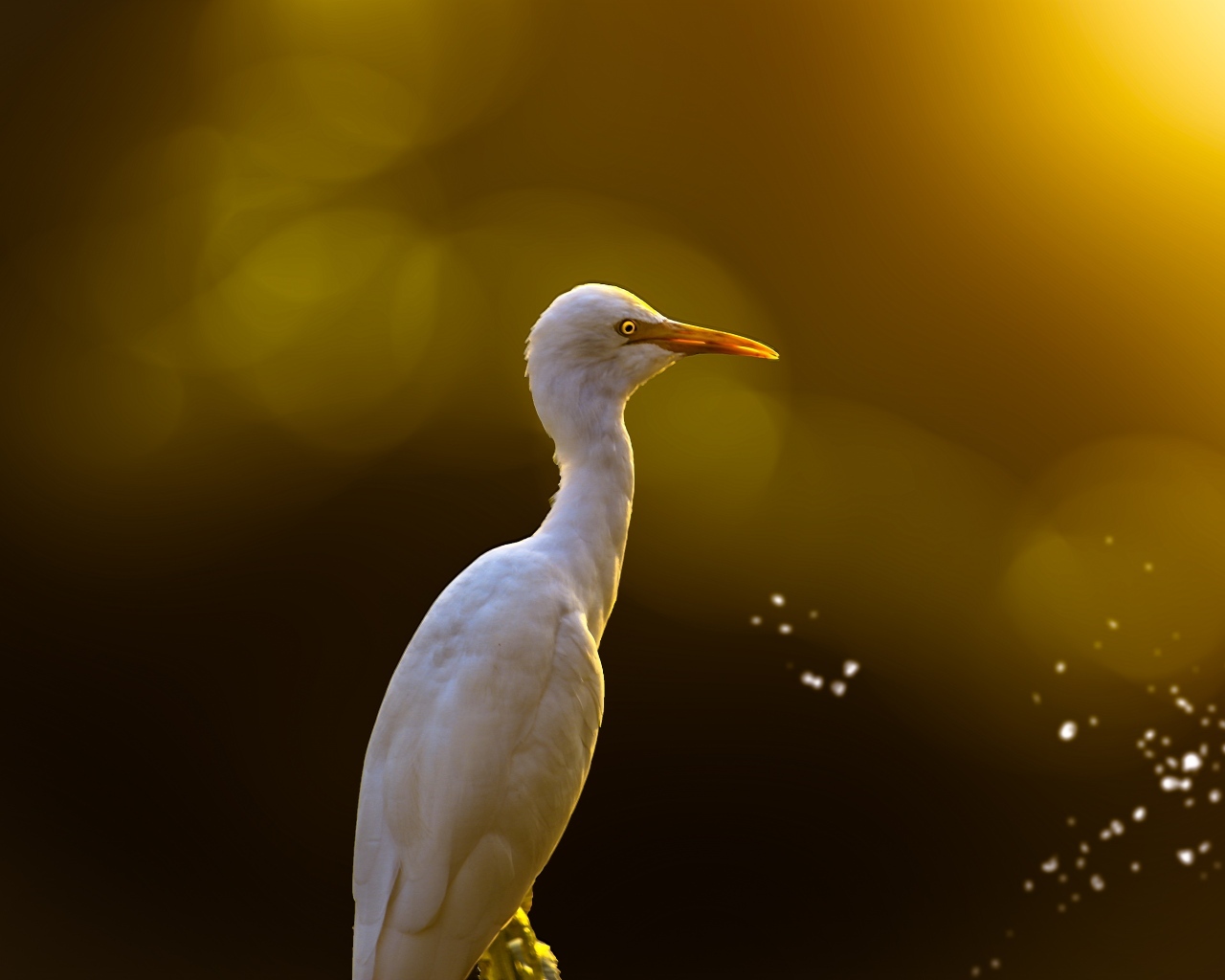 Большая белая цапля крупным планом