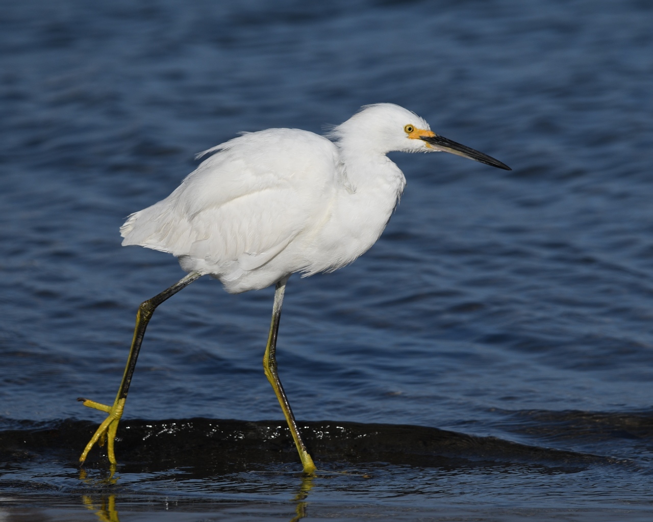 Большая белая цапля идет по воде