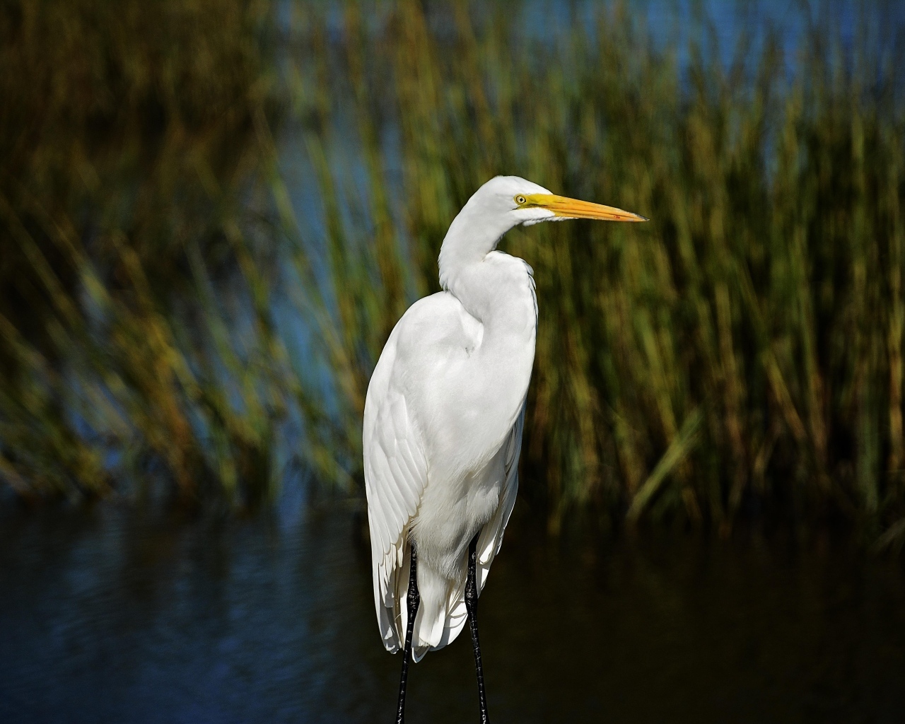 Большая белая цапля с острым клювом в воде