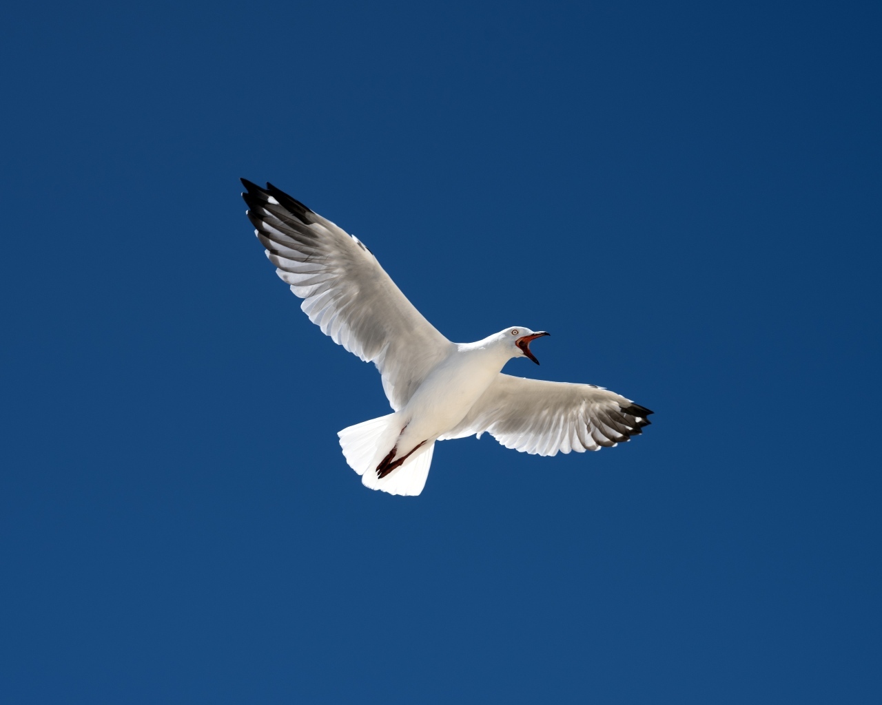 Большая белая чайка в голубом небе