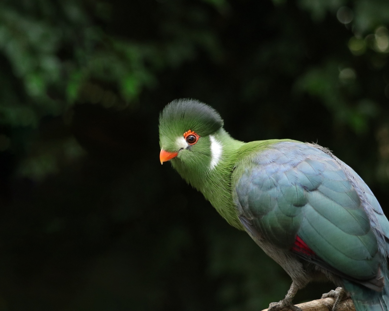 Зеленый белощекий турако птица