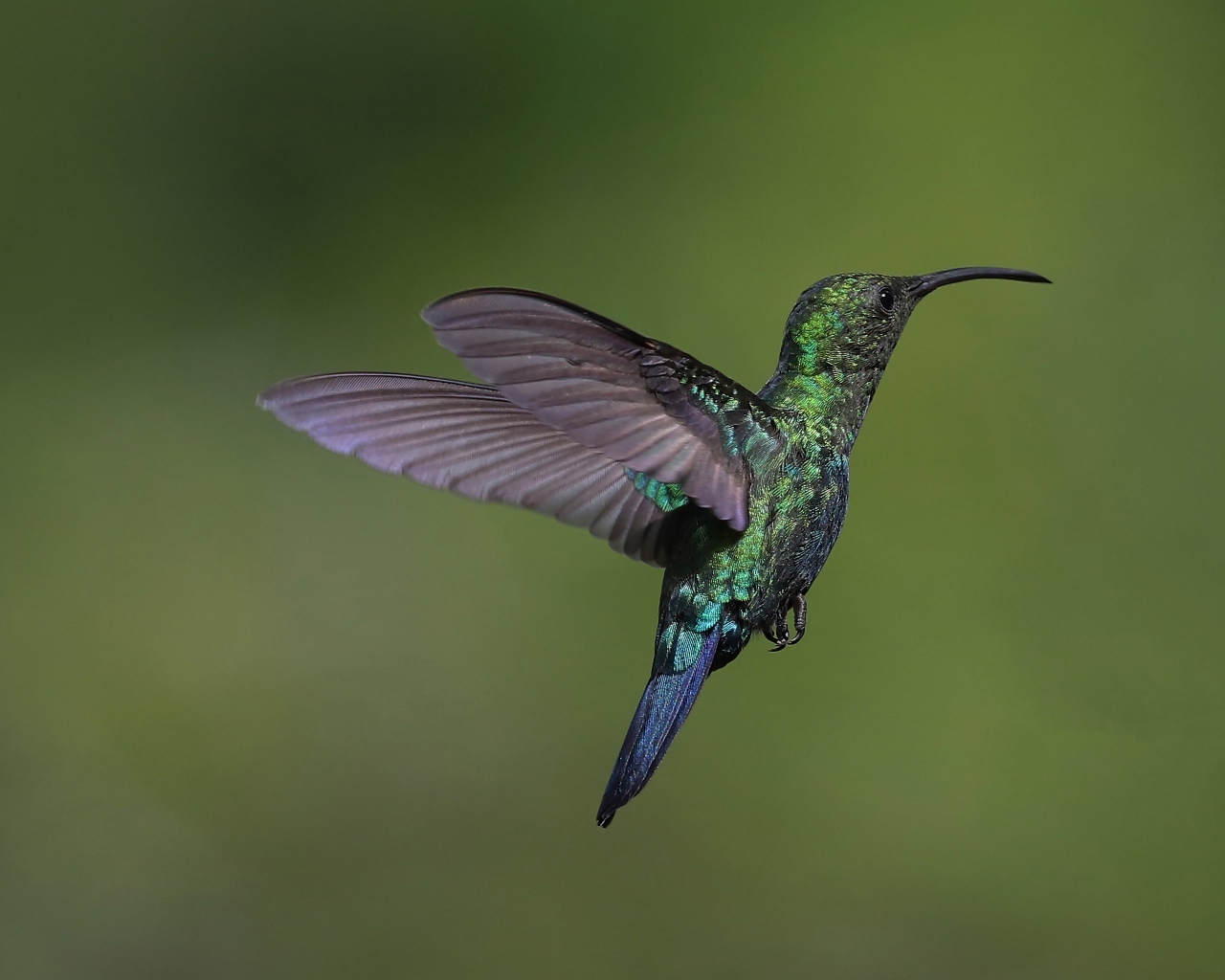 Зеленая птица колибри крупным планом