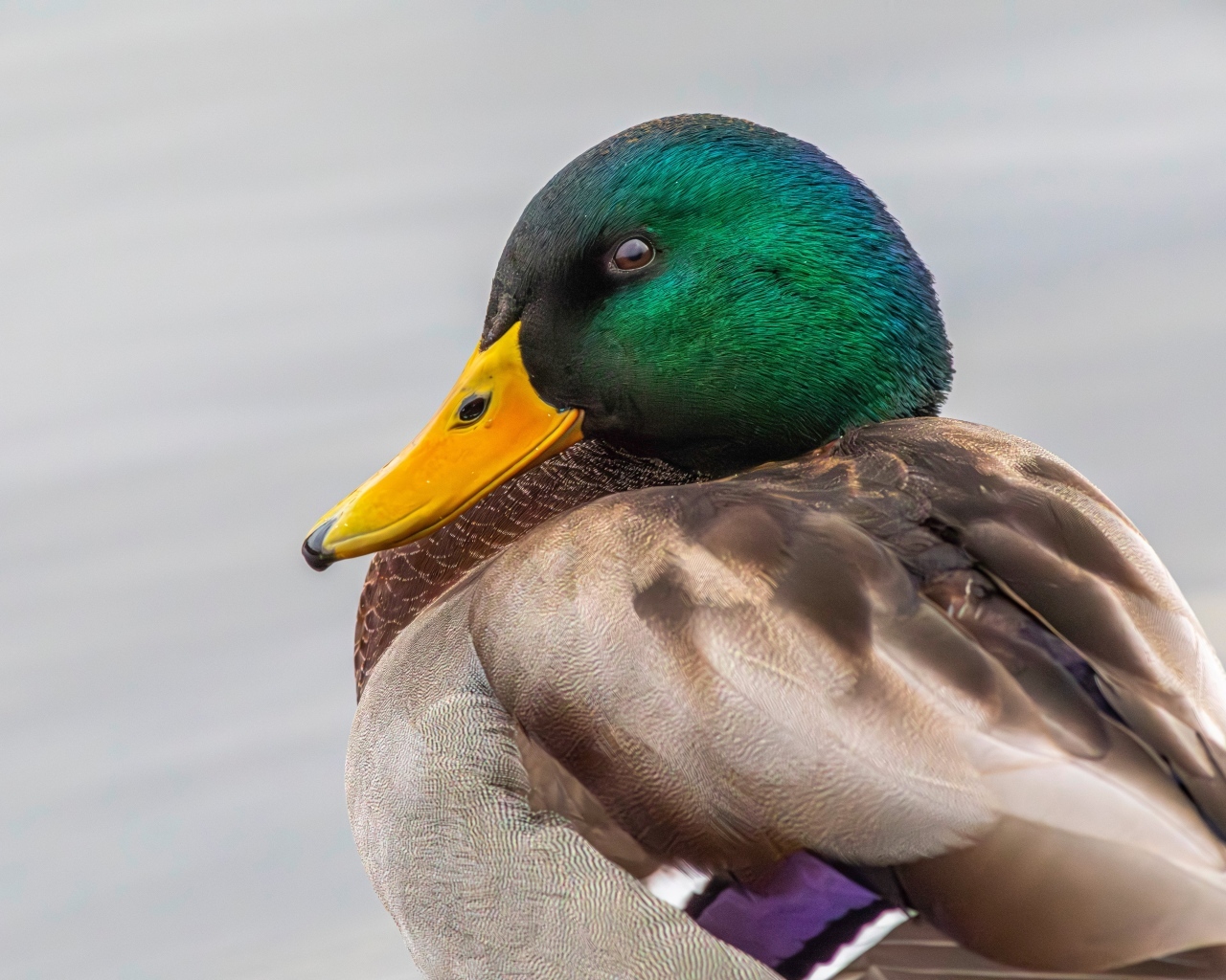 Зеленая голова у утки кряква