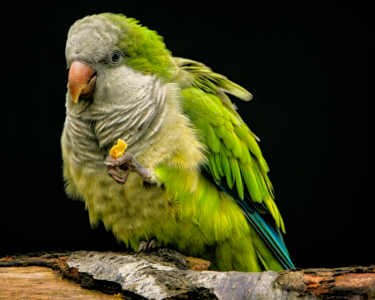 Зеленый попугай сидит на сухой ветке