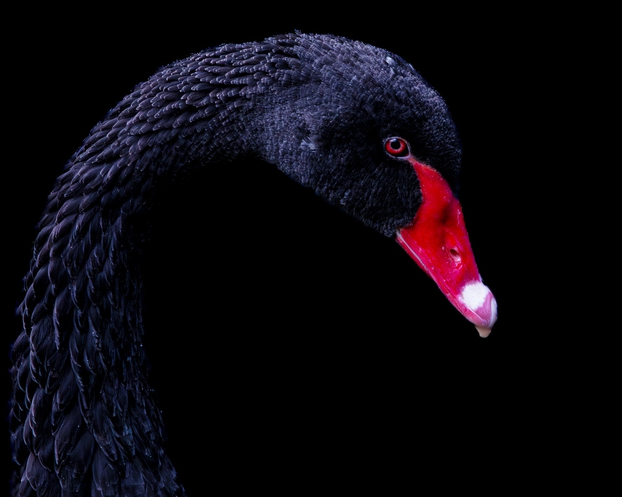 Голова черного лебедя с красным клювом