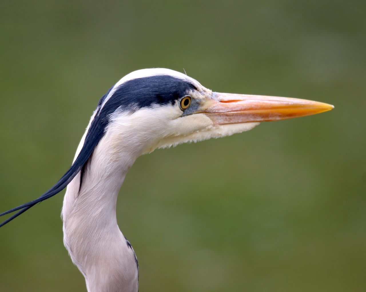 Голова цапли с острым клювом